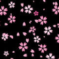 黒背景の桜のイラストパターン